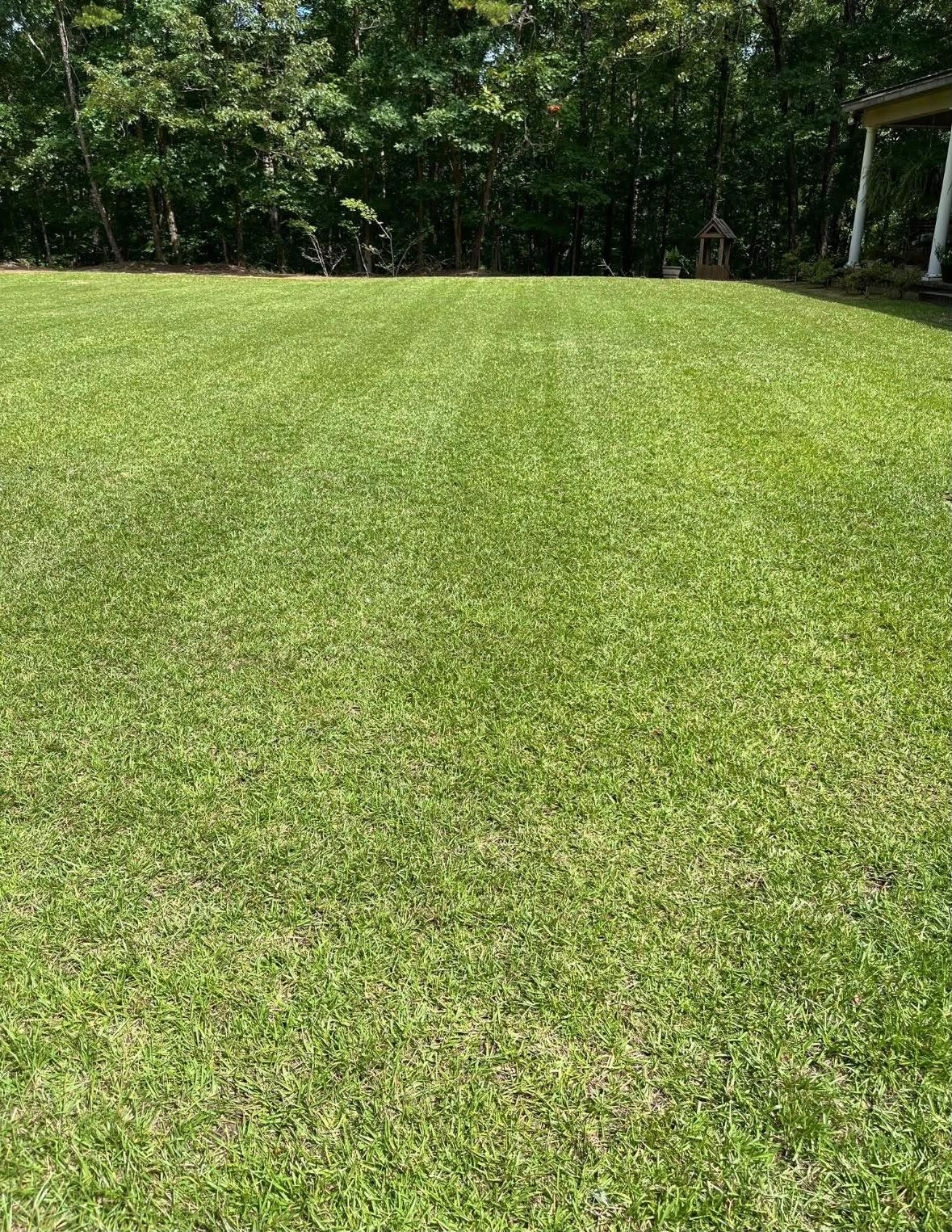 Lawn detail 17